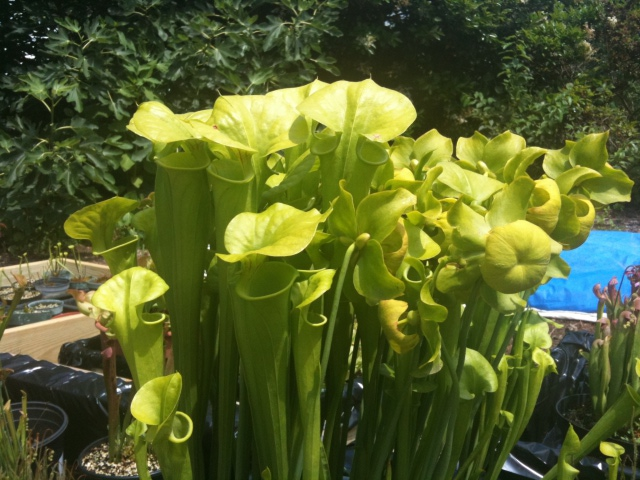 Pitcher plant