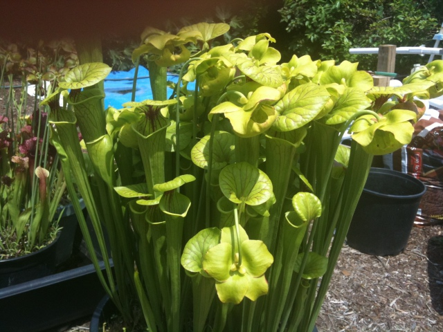 Pitcher plant