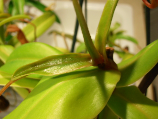 Nepenthes Ventricosa