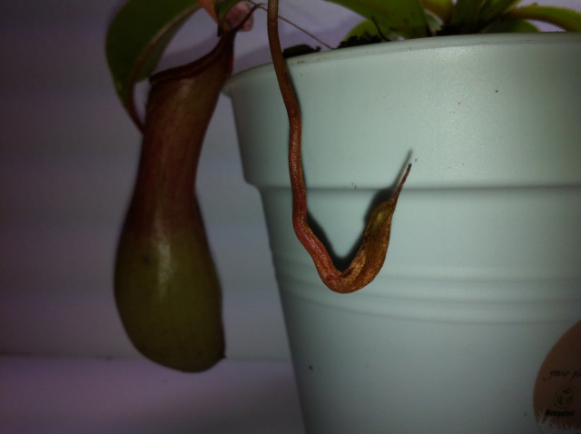 Nepenthes first pitcher
