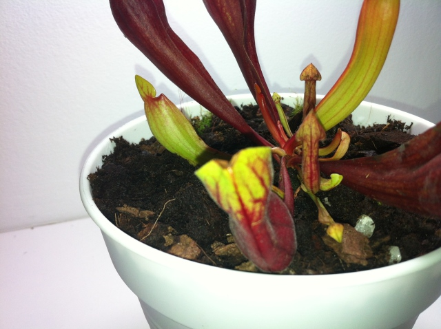 Sarracenia brown spot