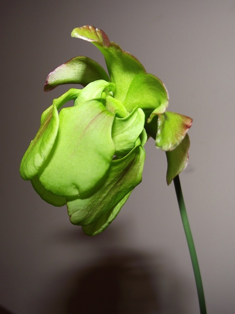 Closeup of flower