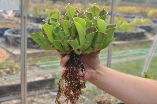 Heliamphora minor