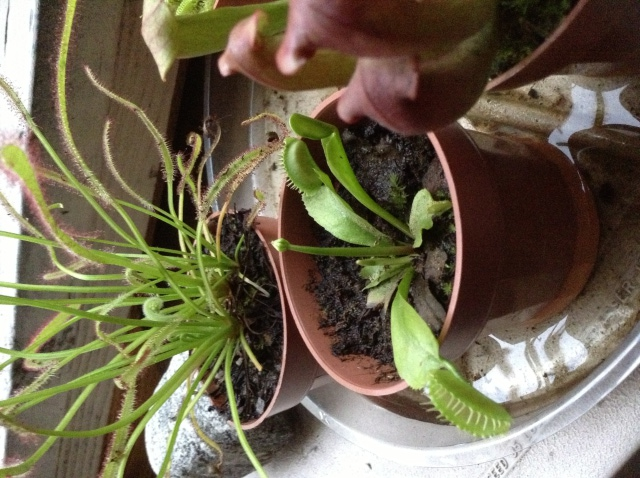 Venus fly trap