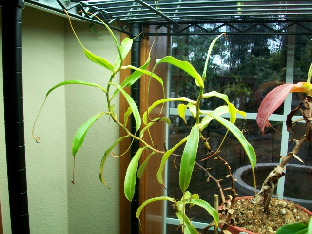 Nepenthes ventrata