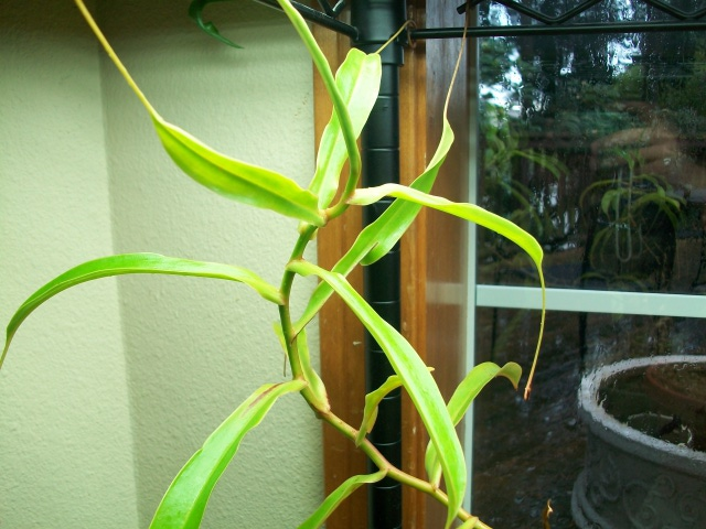 Nepenthes ventrata