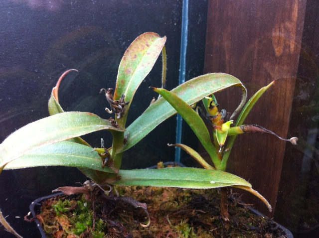 Nepenthes aristo