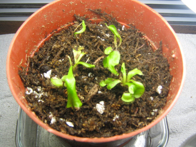 The flytrap