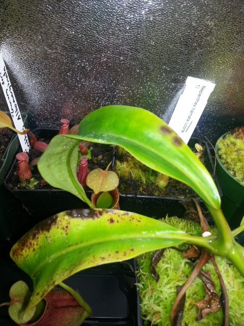 nepenthes bicalcarata