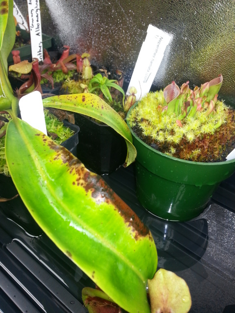 nepenthes bicalcarata