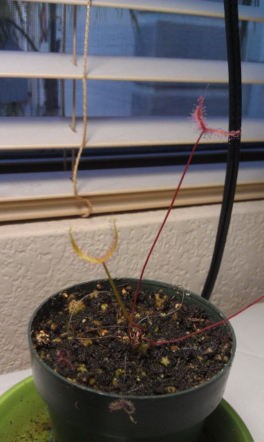 Fork Leaf Drosera