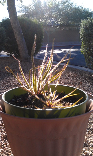 Arizona Drosera Regia