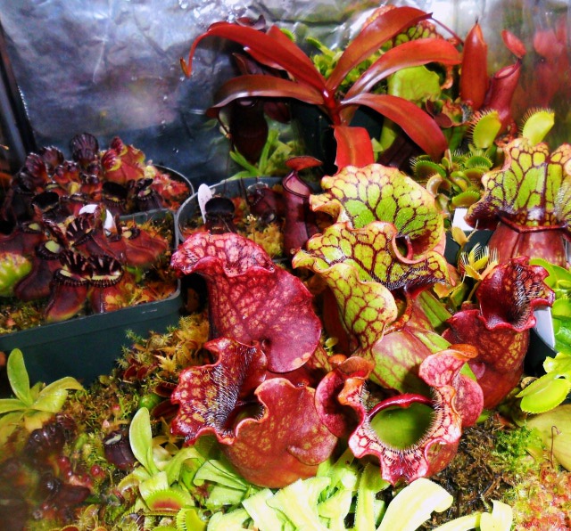 Mix if pitcher plants in 55 gallon