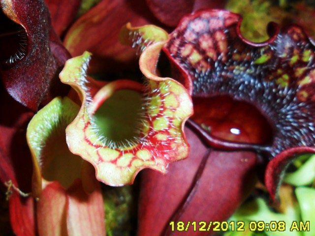 Sarracenia purpurea 