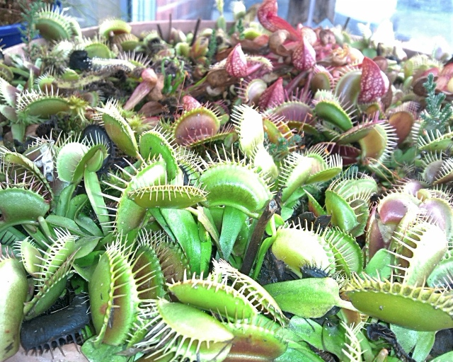 flytraps