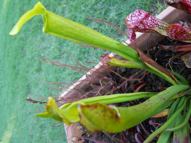 S.  rubra side view