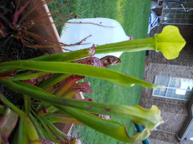 Sarracenia rubra