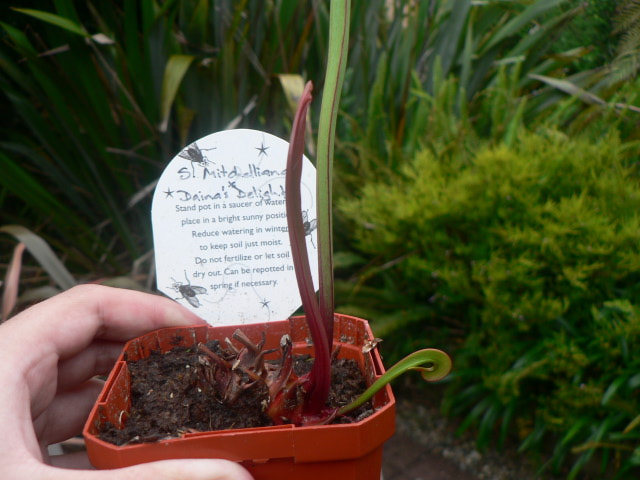 VFT with moss