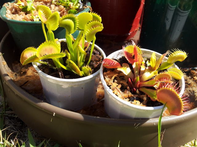 venus fly traps