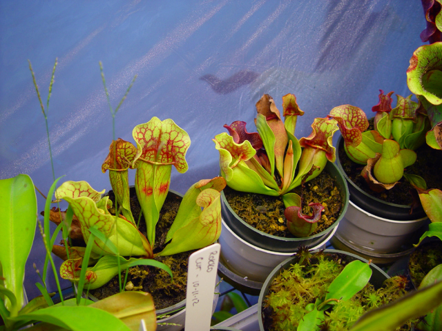 Small Sarracenia purpurea