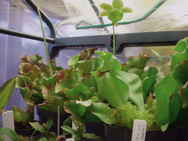 Large Sarracenia purpurea