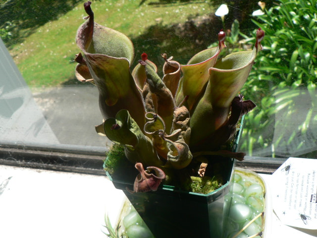 dry heliamphora