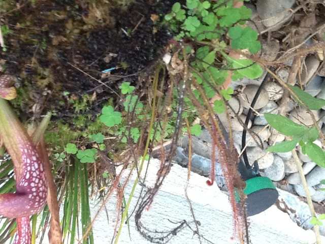 Drosera filiformis 