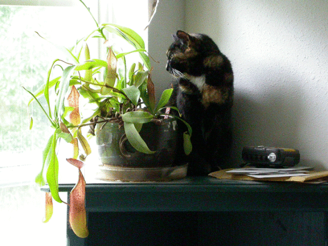 Nepenthes sanguinea in windowsill.