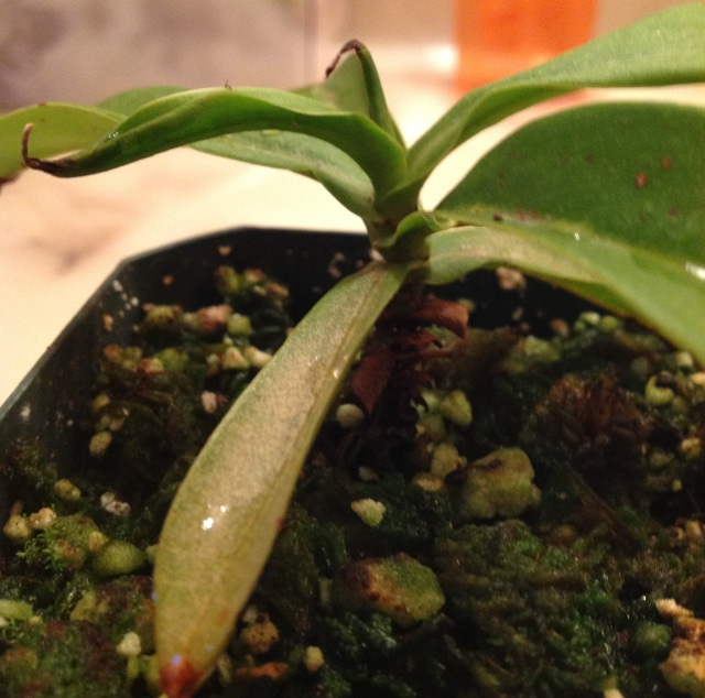 Nepenthes Venticosa