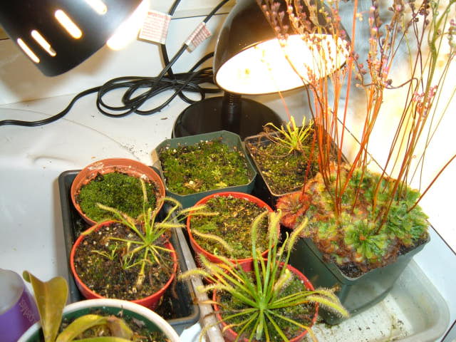 Plant setup