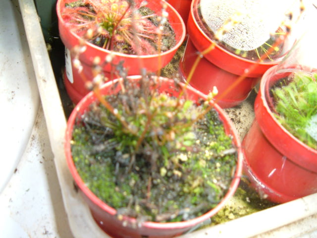 Wilting Drosera Int.