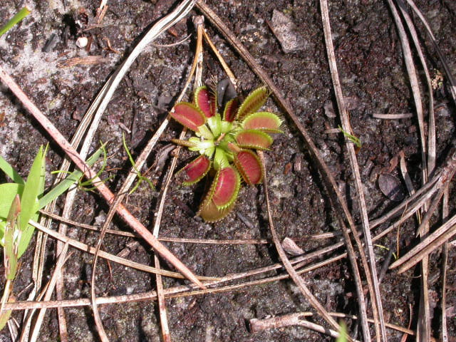 Wild Venus Flytrap