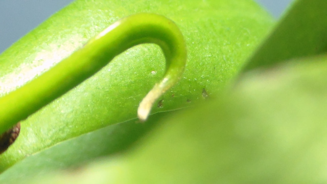 White Thing On Leaf