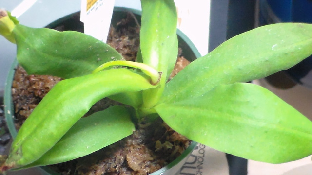 Nepenthes Sanguinea  