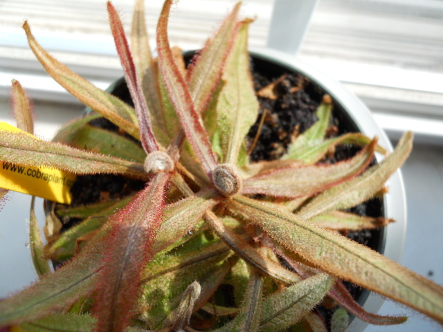 Drosera Adelae