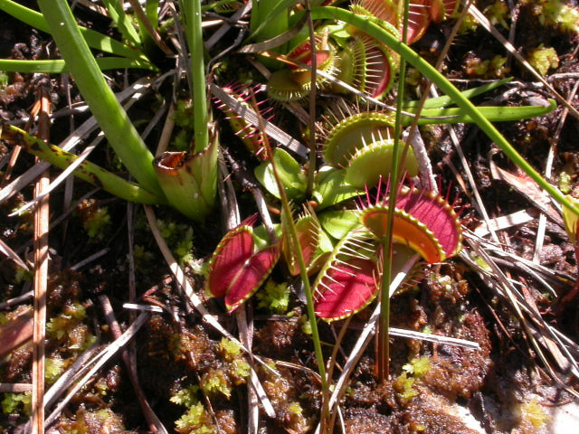 Wild Venus Flytrap