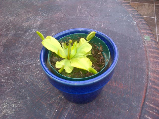 Venus Fly Trap