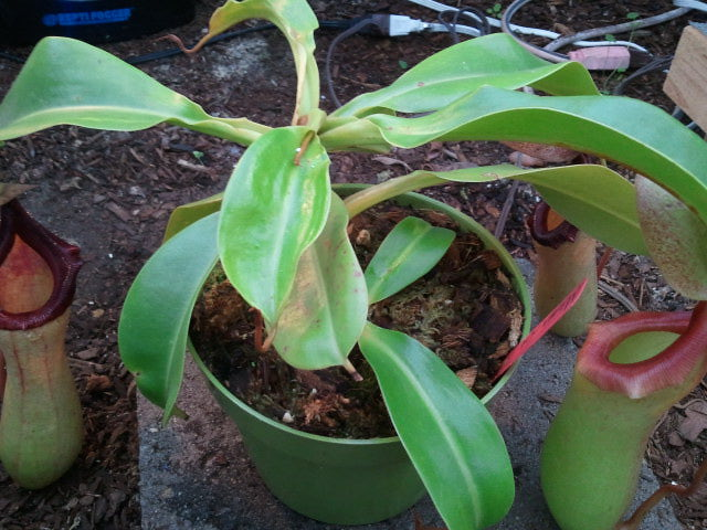 nepenthes