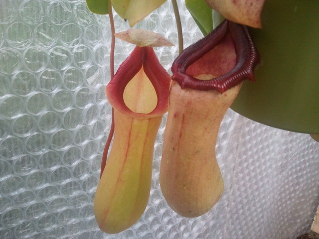 Nepenthes