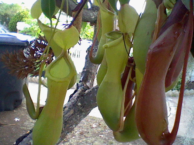 The Nepenthes pitchers