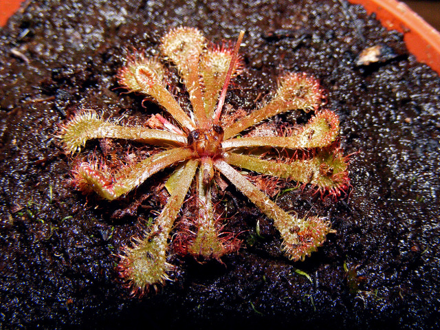 Sundew Close-up