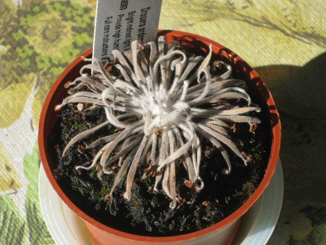 D. ordensis