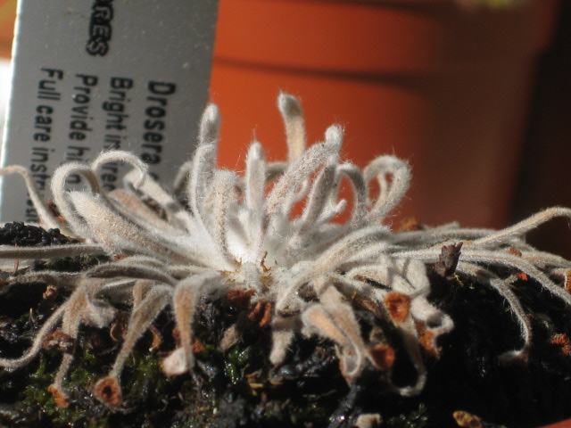 D. ordensis