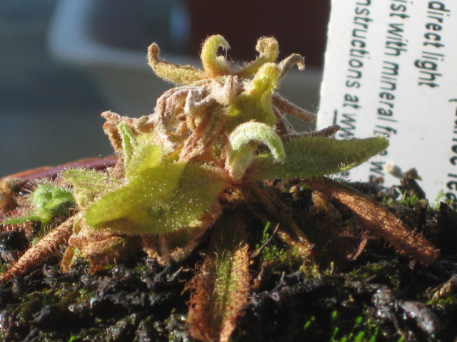 Drosera Adelae