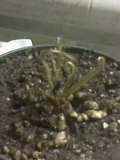 King sundew