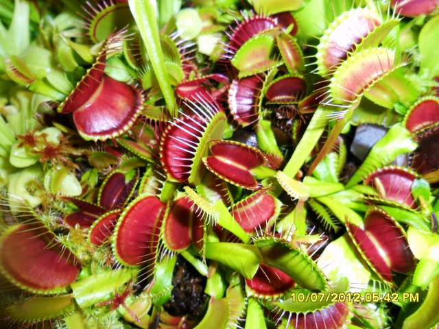 My Beloved Thriving Venus Flytraps