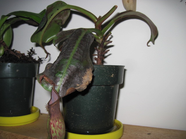 Nepenthes damage