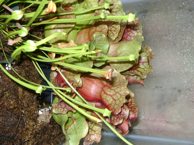 Sarracenia Purpurea