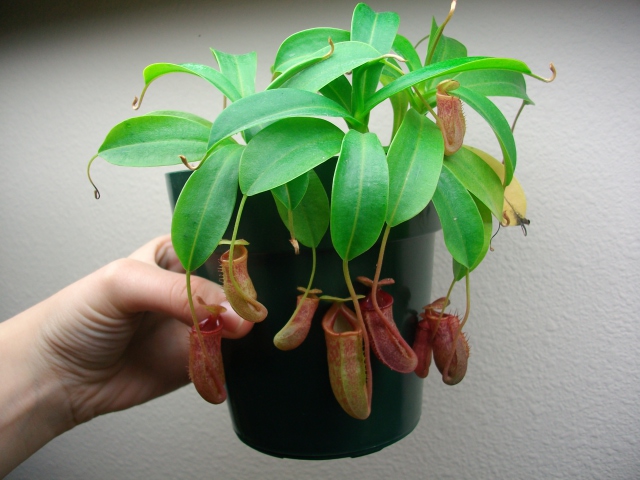 Happy Nepenthes 