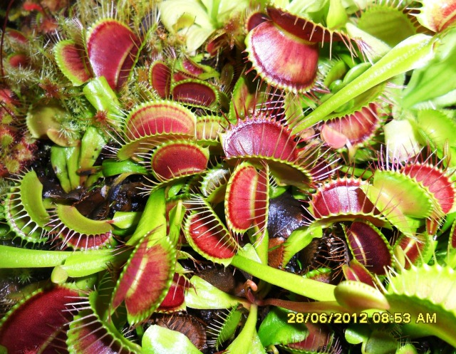 My Beloved Thriving Venus Flytraps